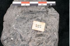 Foto (Detailansicht) von Taeniopteris haidingeri Ettingshausen (NHMW-GEO-2024-0188-10492)